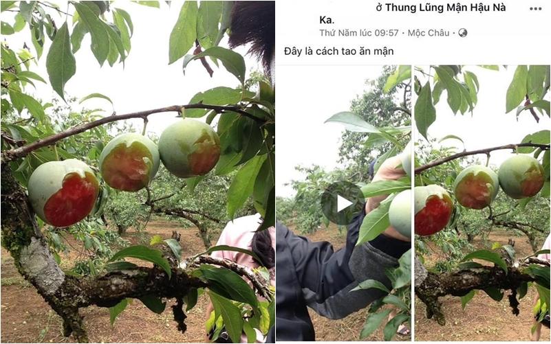 Nhóm khách cắn dở vườn táo như chuột gặm ở Hà Nội, còn để lại bút tích trêu ngươi-3