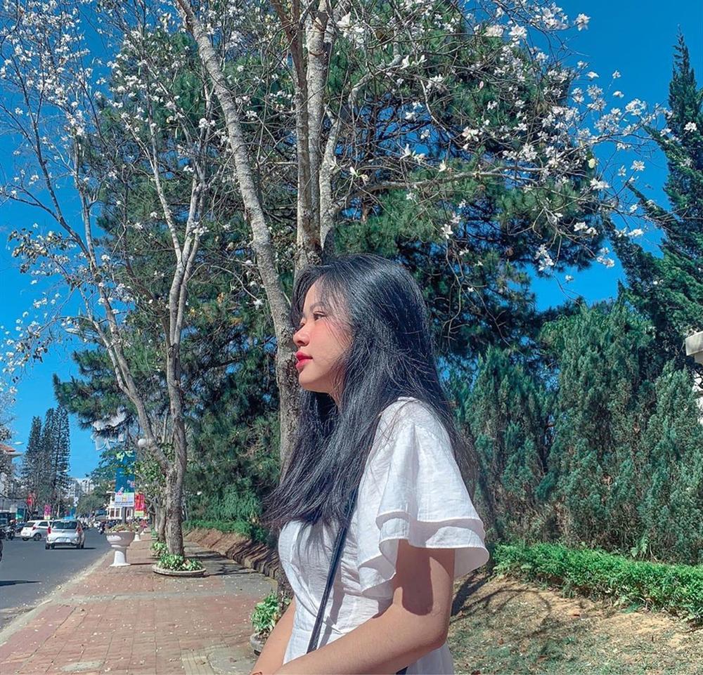 Hoa ban sắp vào mùa, Đà Lạt phủ trắng màu tinh khôi-4