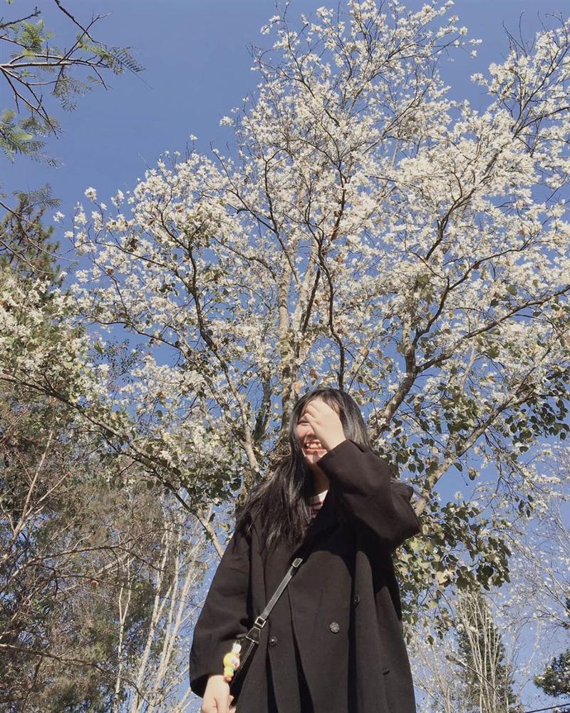 Hoa ban sắp vào mùa, Đà Lạt phủ trắng màu tinh khôi-11