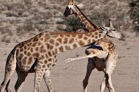 Hươu cao cổ tấn công đoàn xe chở khách