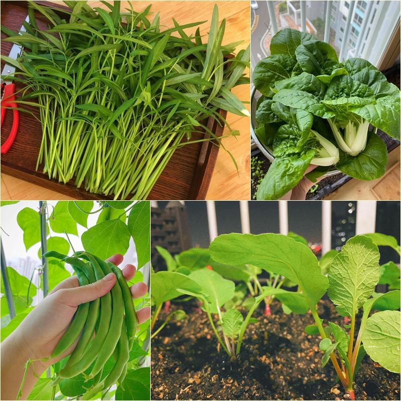 Nàng dâu Việt ở Hàn mát tay trồng đủ loại rau củ xanh rì trên góc ban công vỏn vẹn 3m vuông-2