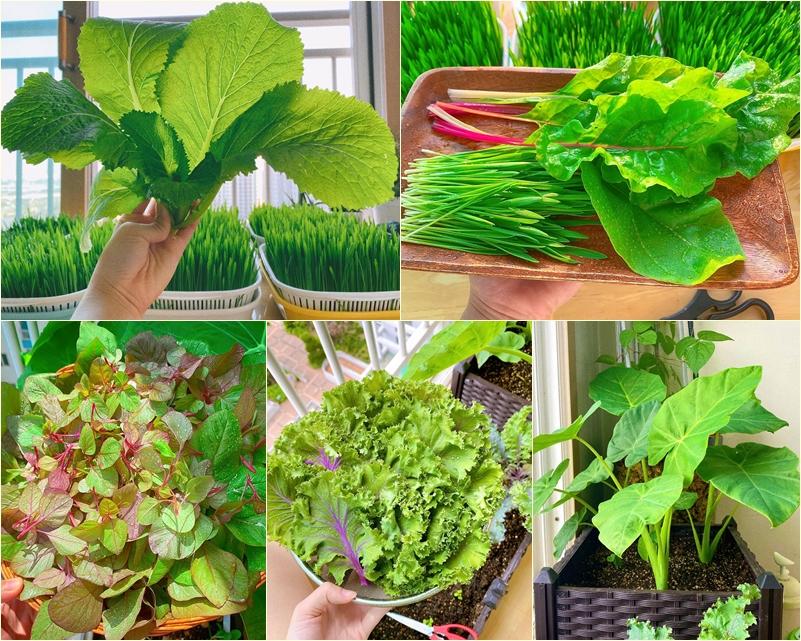 Nàng dâu Việt ở Hàn mát tay trồng đủ loại rau củ xanh rì trên góc ban công vỏn vẹn 3m vuông-4