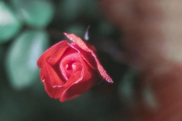 Yêu 5 năm không bằng kẻ thứ 3, người yêu cũ tức điên mừng phong bì cưới bá đạo-3