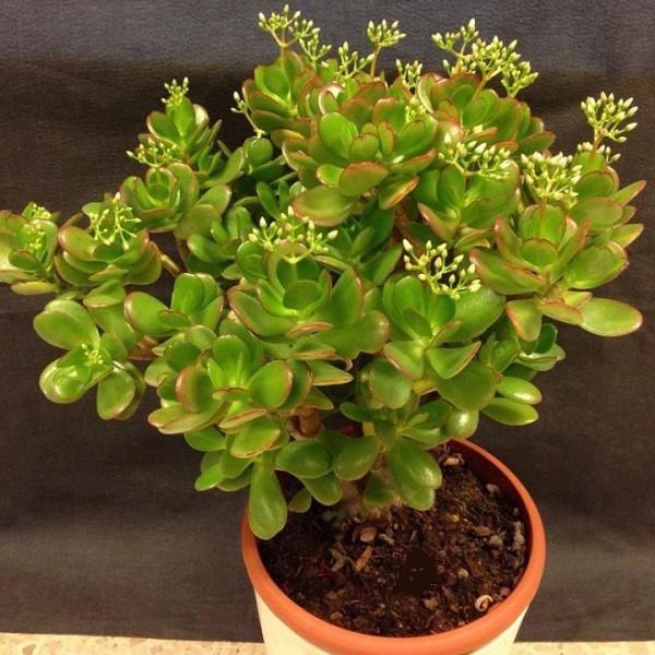 Tháng cuối năm trồng những cây gọi lộc trước nhà, sang năm may mắn đổ ào ào-2