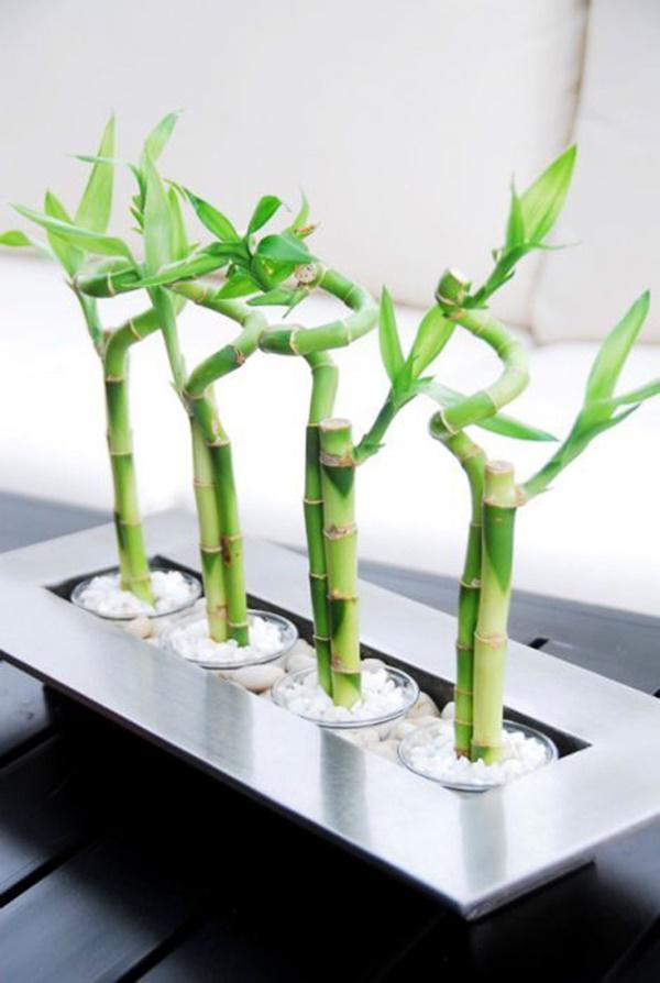 Tháng cuối năm trồng những cây gọi lộc trước nhà, sang năm may mắn đổ ào ào-3