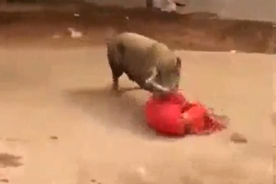 Người phụ nữ bị lợn húc ngã rồi cắn xé điên cuồng trên phố