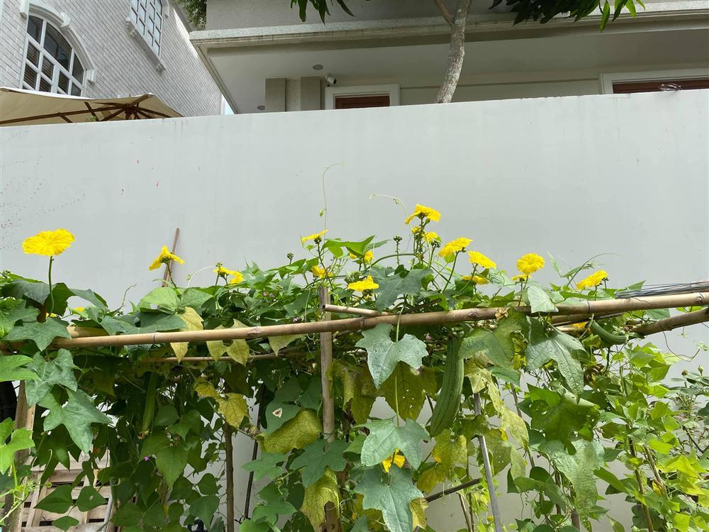 Biệt thự sang chảnh ngập sắc hoa của Quý Bình và vợ đại gia-15