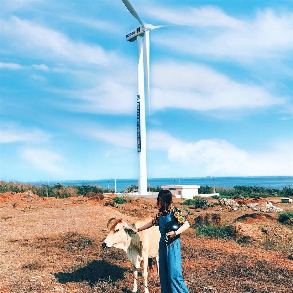 Check-in ngay hai cánh đồng quạt gió đẹp quên lối về ở Bình Thuận-5