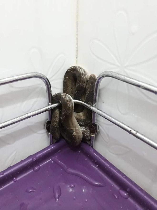 Đang tắm sờ phải con rắn, cô gái trẻ không kịp mặc quần áo phi như bay ra ngoài-2