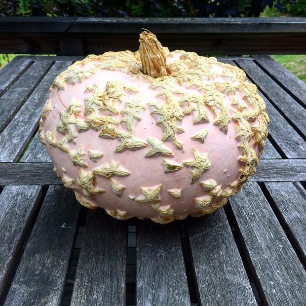 Những loại rau củ quả với hình thù độc lạ như từ hành tinh khác đến-2