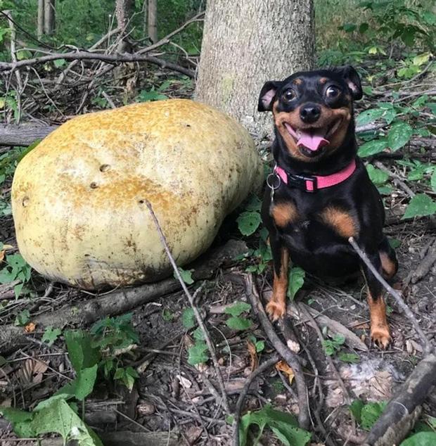 Những loại rau củ quả với hình thù độc lạ như từ hành tinh khác đến-11