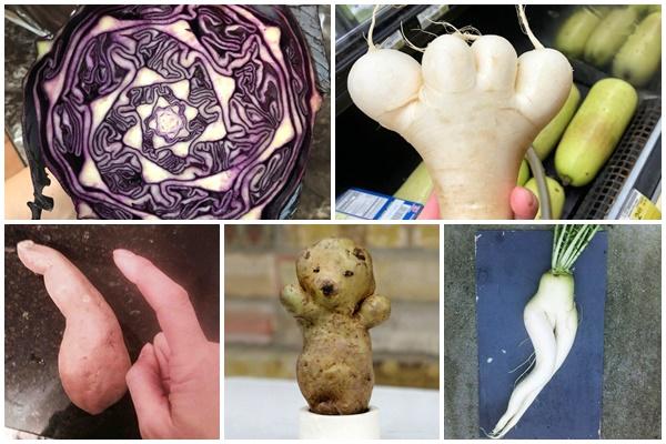 Những loại rau quả có độc tính cao nhưng một số người vẫn thản nhiên ăn hàng ngày-7