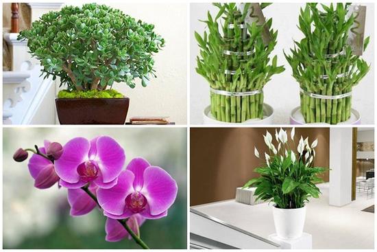 5 loại cây phong thủy hút tài lộc cực đỉnh, gia chủ nghèo khó mấy cũng làm ăn vượng phát