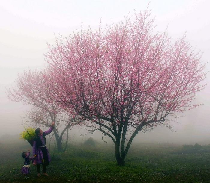Ghé thăm thị trấn sương mù Sapa để ngắm hoa anh đào bắt đầu khoe sắc-1