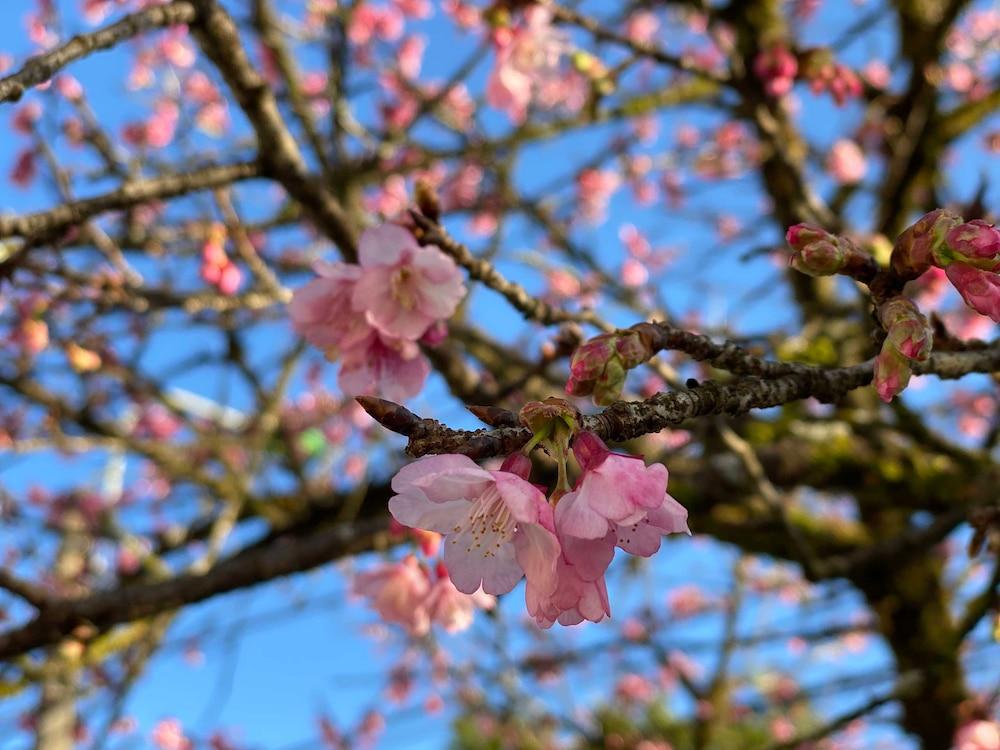 Ghé thăm thị trấn sương mù Sapa để ngắm hoa anh đào bắt đầu khoe sắc-2