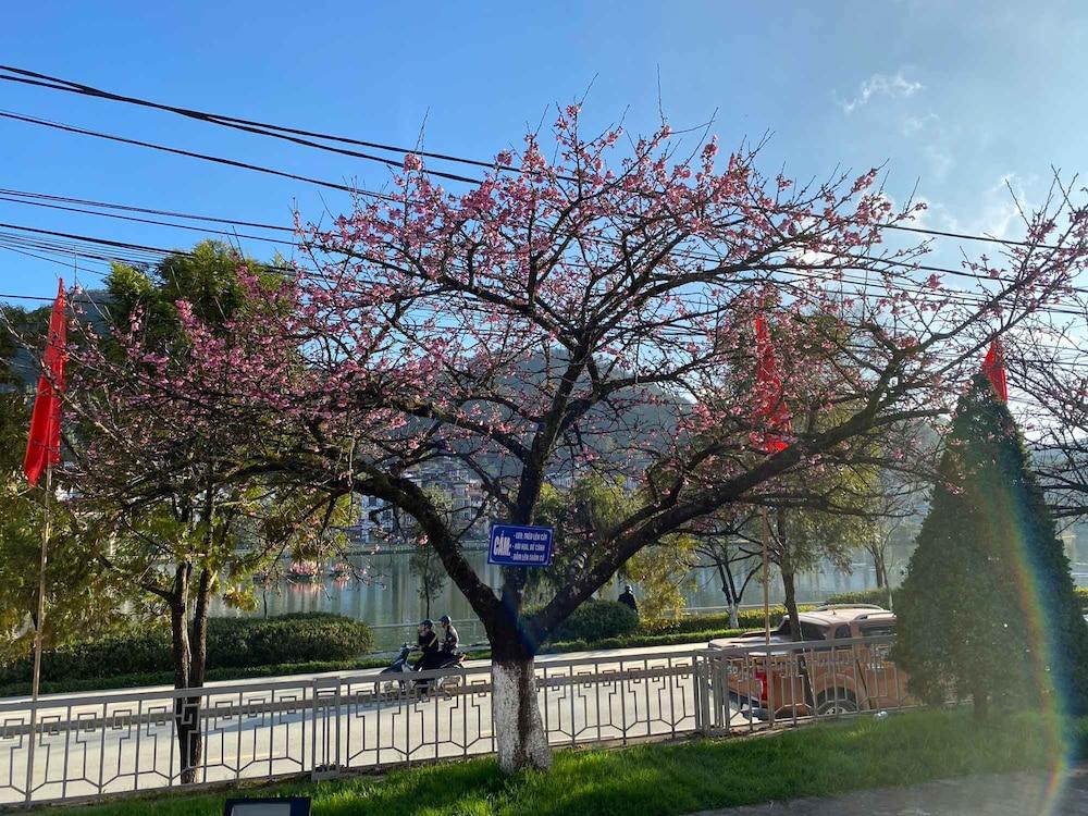 Ghé thăm thị trấn sương mù Sapa để ngắm hoa anh đào bắt đầu khoe sắc-3