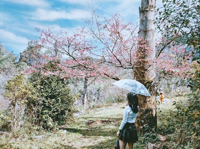 Ghé thăm thị trấn sương mù Sapa để ngắm hoa anh đào bắt đầu khoe sắc-8