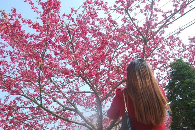 Ghé thăm thị trấn sương mù Sapa để ngắm hoa anh đào bắt đầu khoe sắc-9