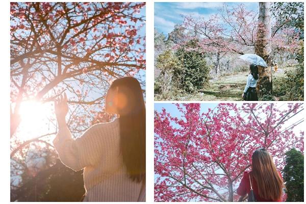 Chẳng cần lên Đà Lạt, Kon Tum cũng có hoa mai anh đào phủ hồng cả bầu trời đây này-11