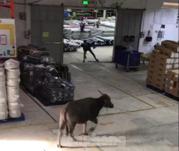 Clip: Trâu điên đi lạc, lao vào công ty húc hàng loạt công nhân-1