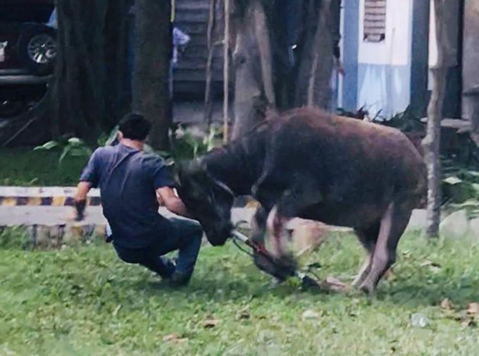 Clip: Trâu điên đi lạc, lao vào công ty húc hàng loạt công nhân-4