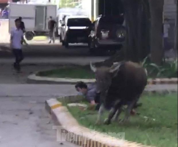 Clip: Trâu điên đi lạc, lao vào công ty húc hàng loạt công nhân-2