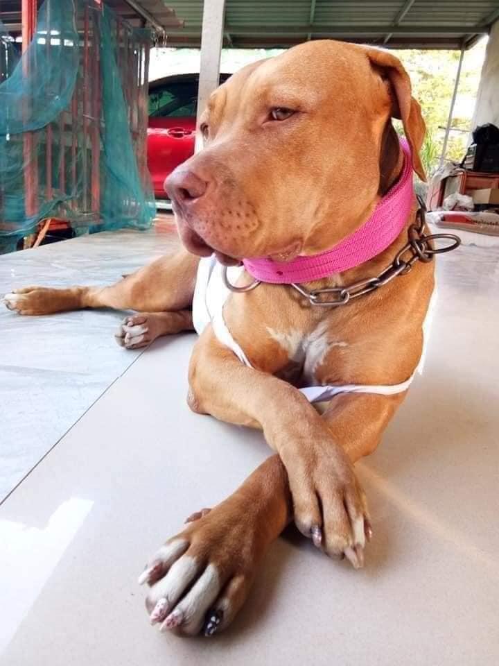 Chú chó làm nail đón Tết, biểu cảm sang chảnh gây cười nghiêng ngả-1