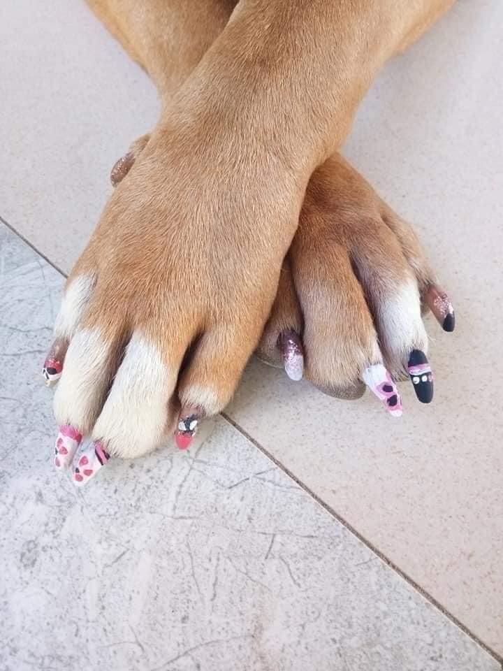 Chú chó làm nail đón Tết, biểu cảm sang chảnh gây cười nghiêng ngả-2