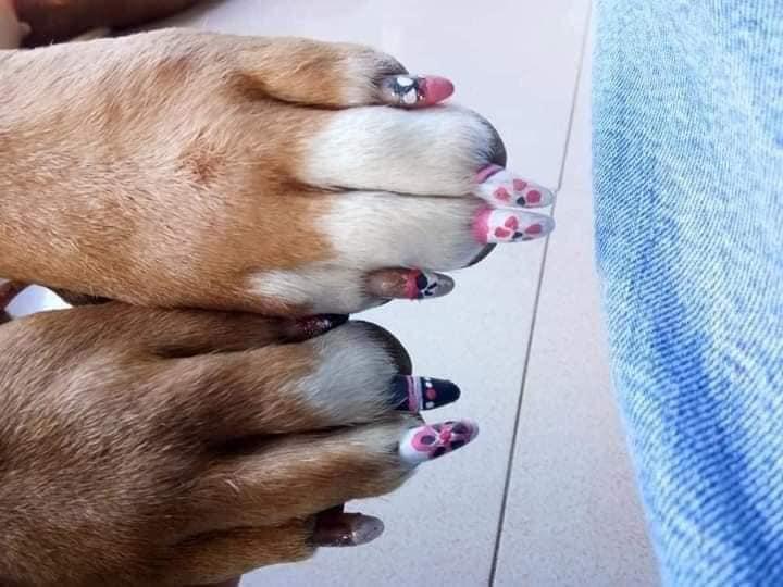 Chú chó làm nail đón Tết, biểu cảm sang chảnh gây cười nghiêng ngả-3