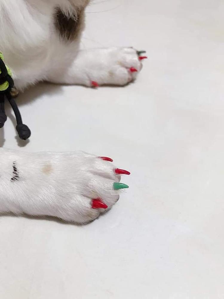 Chú chó làm nail đón Tết, biểu cảm sang chảnh gây cười nghiêng ngả-4