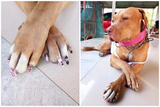 Chú chó làm nail đón Tết, biểu cảm sang chảnh gây cười nghiêng ngả