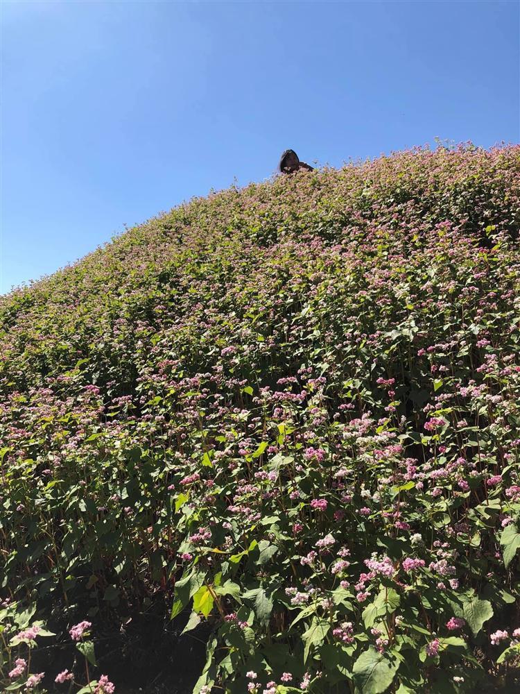 Hăm hở chụp ảnh cho bạn gái ở Đà Lạt, thanh niên cười sặc khi nhìn lại thành quả-6