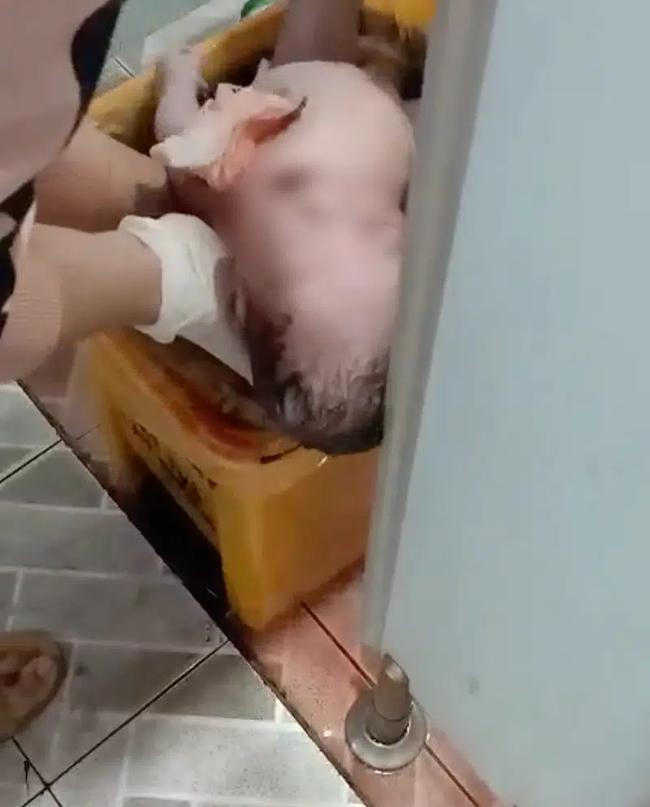 TP HCM: Đẻ rơi trong nhà vệ sinh, người mẹ nhẫn tâm ném con vào thùng rác-1