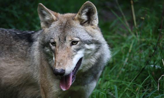 Fan V BTS chơi độc, nhận nuôi sói Châu Âu kỷ niệm sinh nhật thần tượng-2