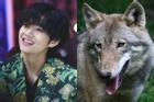 Fan V BTS chơi độc, nhận nuôi sói Châu Âu kỷ niệm sinh nhật thần tượng