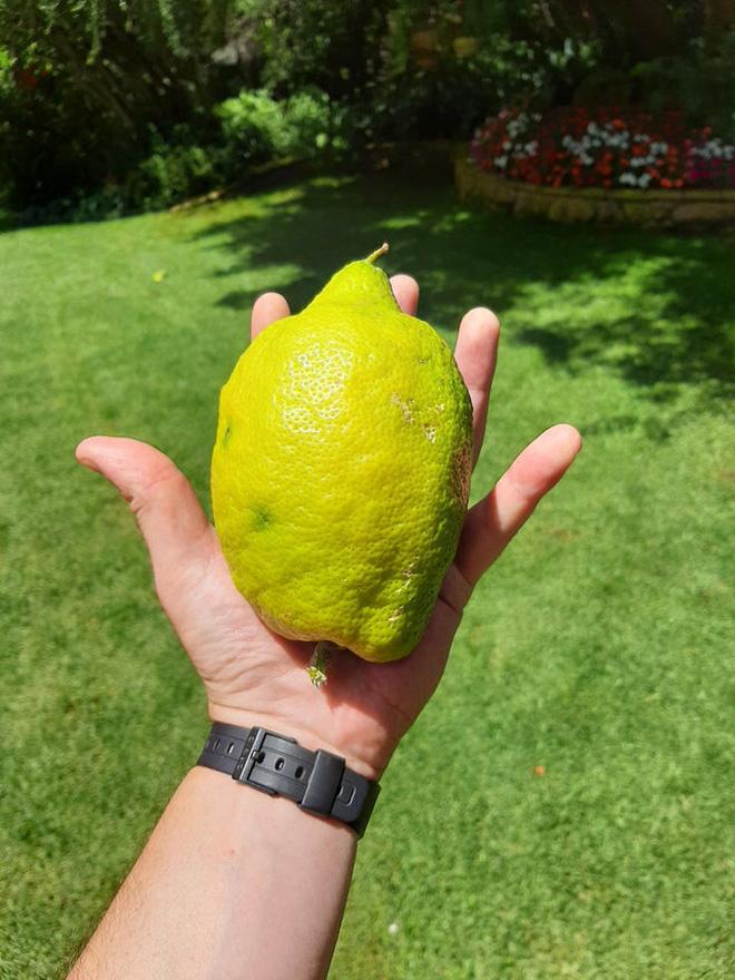 Hú hồn với rau củ quả siêu to khổng lồ qua bàn tay của mẹ thiên nhiên-1