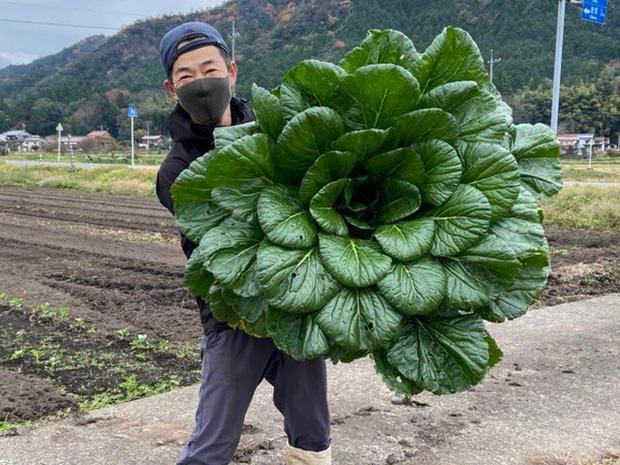 Hú hồn với rau củ quả siêu to khổng lồ qua bàn tay của mẹ thiên nhiên-2