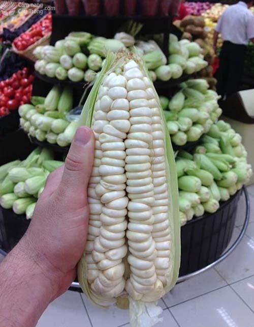 Hú hồn với rau củ quả siêu to khổng lồ qua bàn tay của mẹ thiên nhiên-5