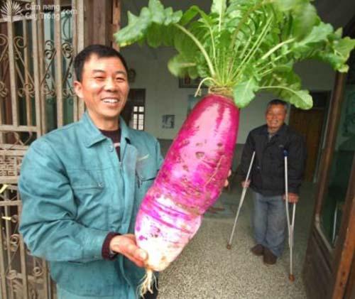 Hú hồn với rau củ quả siêu to khổng lồ qua bàn tay của mẹ thiên nhiên-6