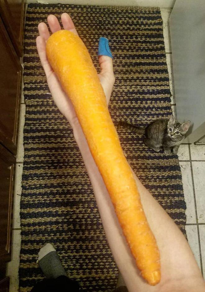 Hú hồn với rau củ quả siêu to khổng lồ qua bàn tay của mẹ thiên nhiên-12