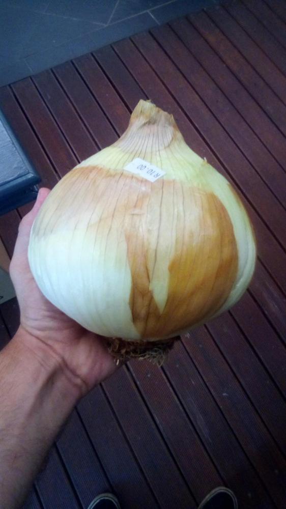 Hú hồn với rau củ quả siêu to khổng lồ qua bàn tay của mẹ thiên nhiên-15