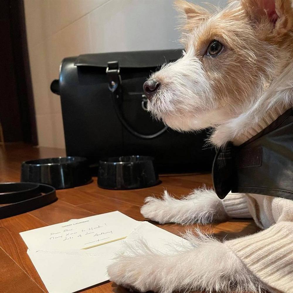 Cún cưng của BLACKPINK Rosé xài hàng hiệu trăm triệu, Instagram 700k follower-1