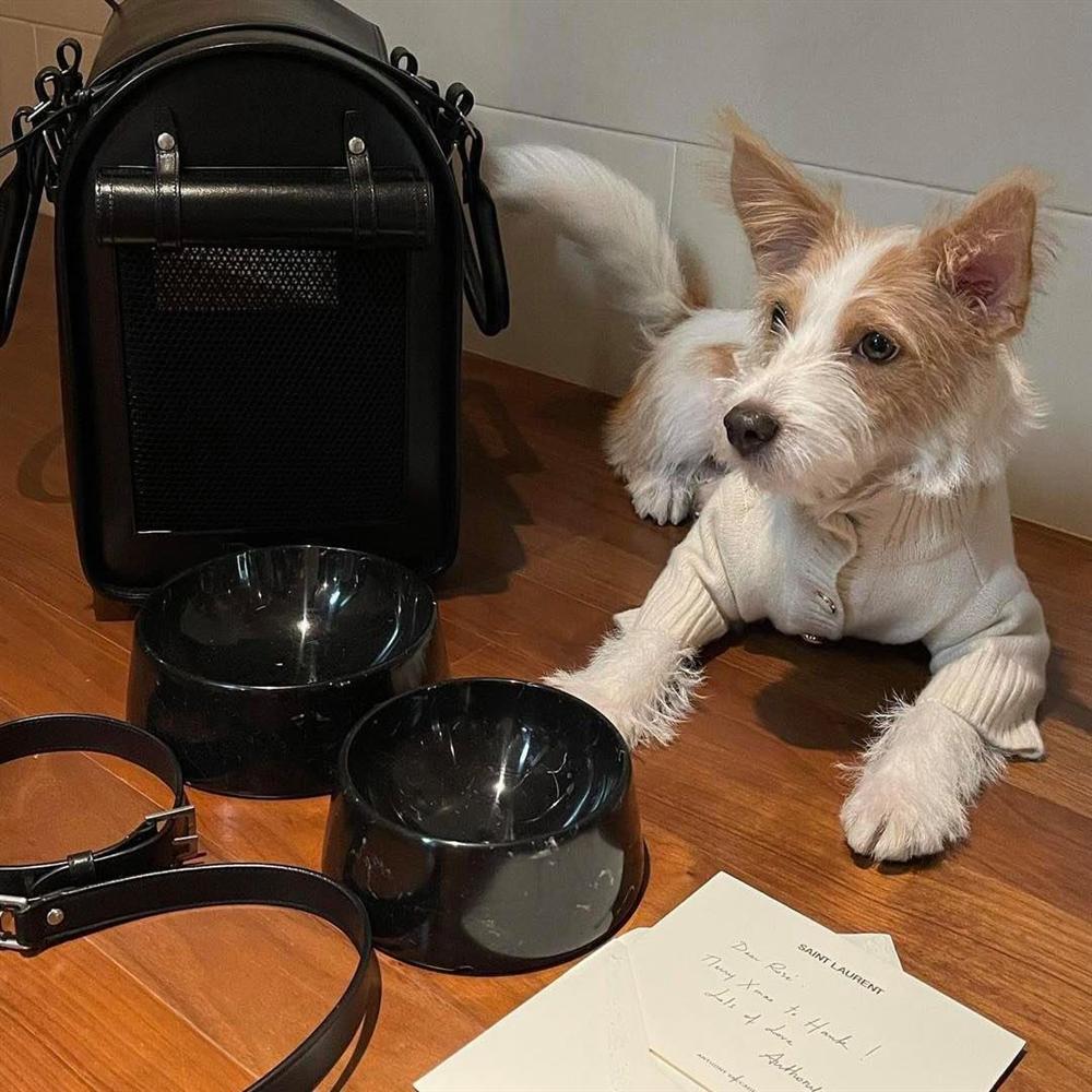 Cún cưng của BLACKPINK Rosé xài hàng hiệu trăm triệu, Instagram 700k follower-2