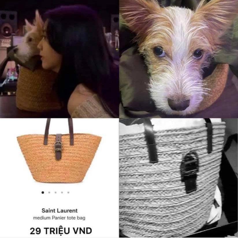 Cún cưng của BLACKPINK Rosé xài hàng hiệu trăm triệu, Instagram 700k follower-7