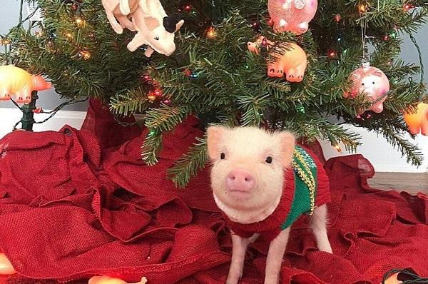 Giáng sinh đến, món quà mà 12 con giáp mong muốn nhận được là gì?-3