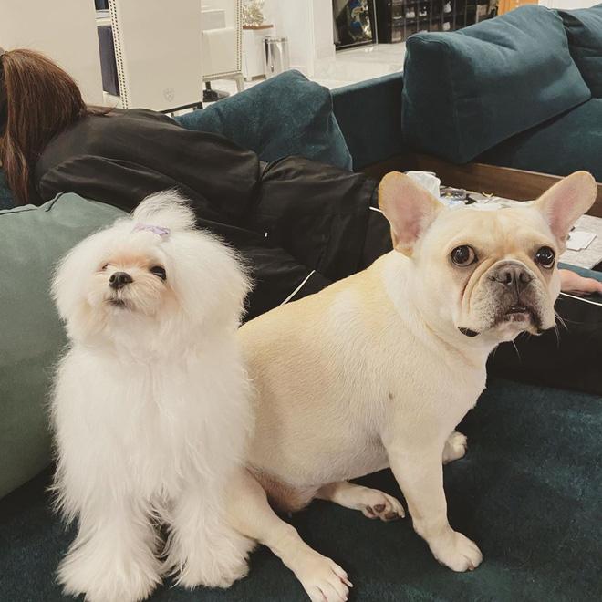 Em chồng Hà Tăng khoe cây thông khổng lồ, để lộ sống ở căn biệt thự xa hoa-7