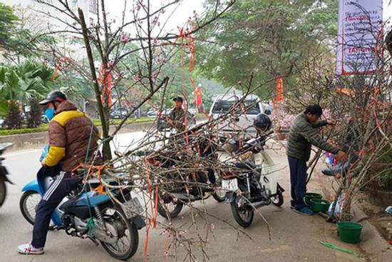 Nghiêm cấm chặt đào rừng chơi Tết