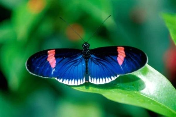 Đừng thờ ơ trước dấu hiệu này: May mắn sắp đến với bạn, cuộc sống thăng hoa đỏ thắm-2