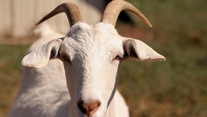 Tử vi người tuổi Mùi năm 2021: Vận khí biến động mạnh, hung vận lấn át cát vận-3