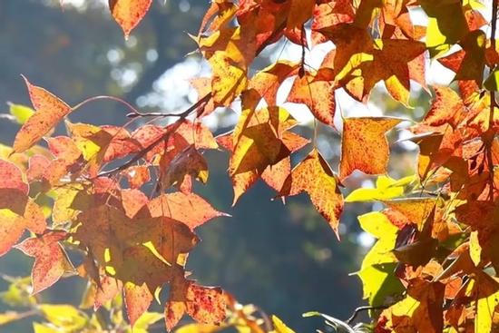 Sắc đỏ phủ kín khu rừng ở Trung Quốc